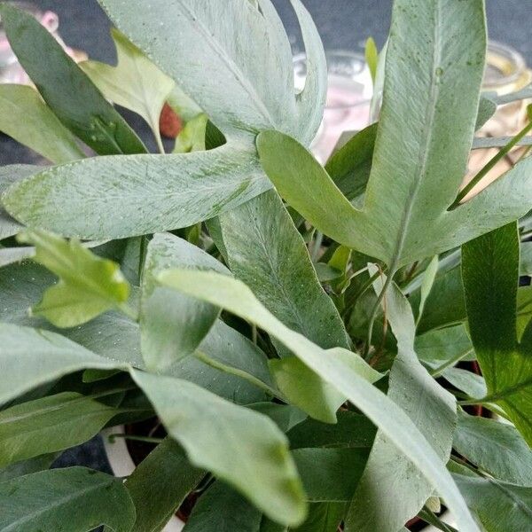 Phlebodium aureum Leaf