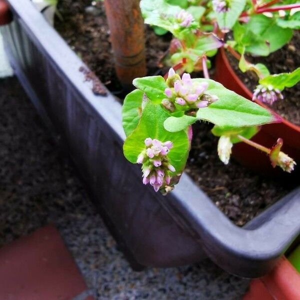 Persicaria capitata 花