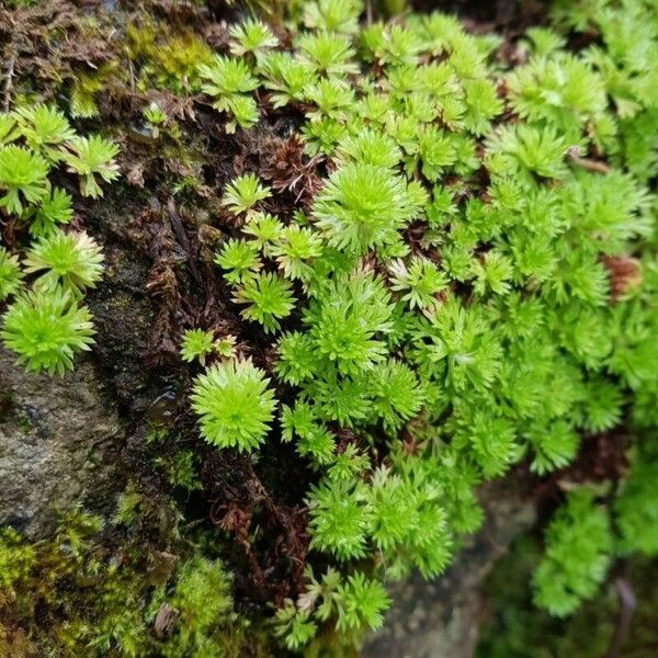 Saxifraga rosacea Yaprak