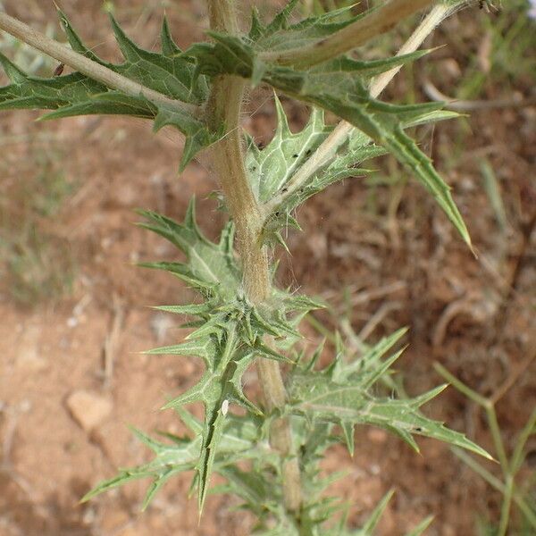 Carthamus lanatus Foglia