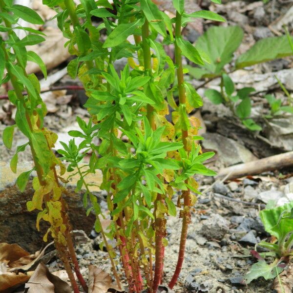 Euphorbia palustris Blodyn