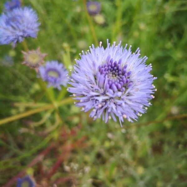 Jasione montana Blüte