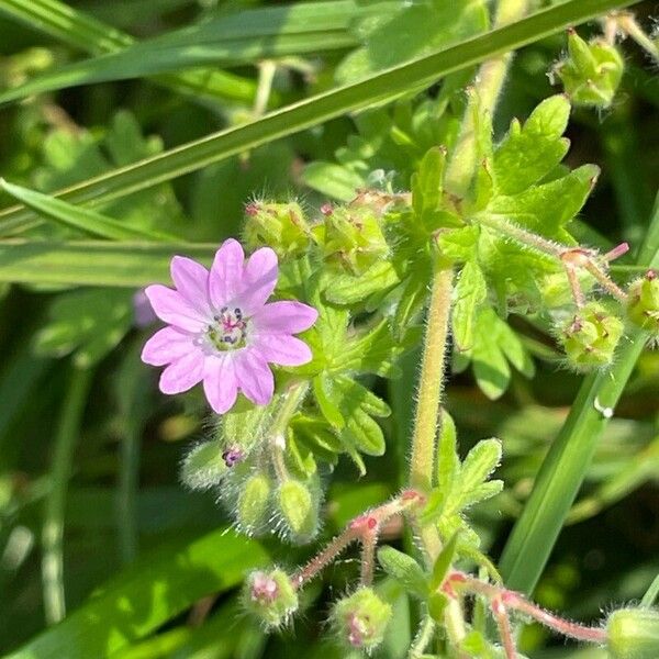 Geranium pusillum Kwiat