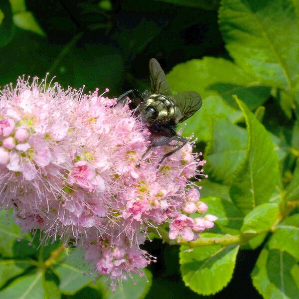 Spiraea salicifolia Λουλούδι