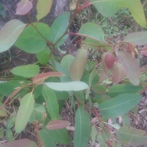 Eucalyptus camaldulensis Foglia