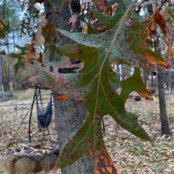 Quercus laevis Leaf