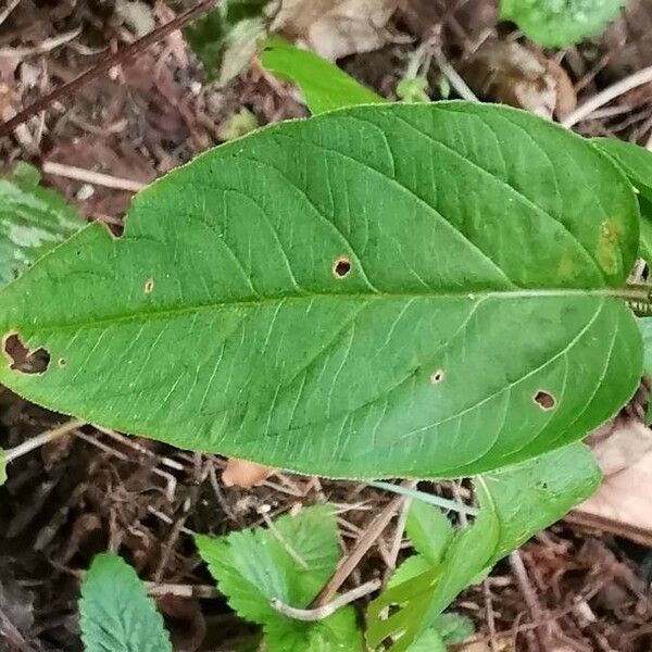 Lysimachia ciliata Leaf