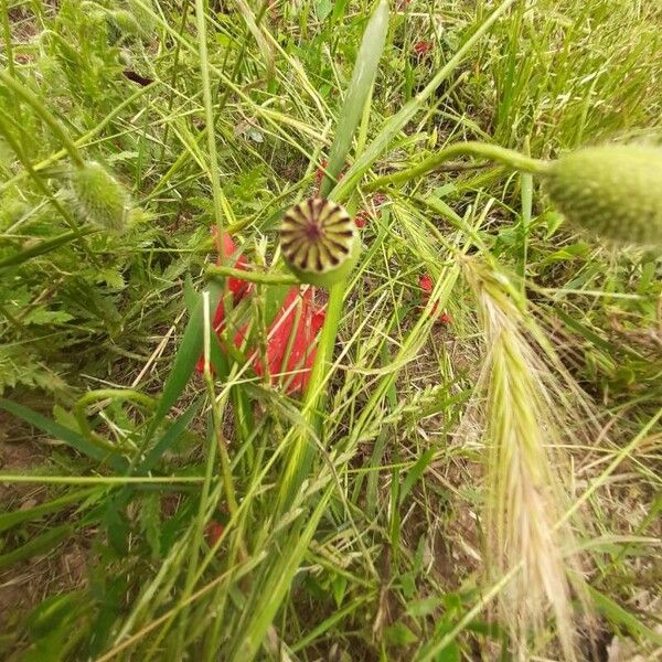 Papaver setiferum Fruit