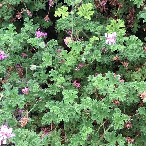 Pelargonium capitatum Alkat (teljes növény)