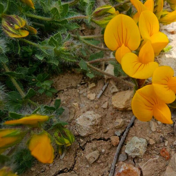 Lotus parviflorus Habitus