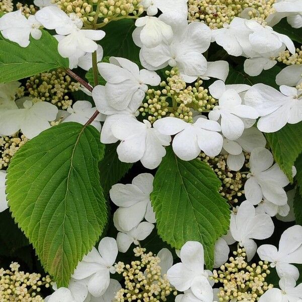 Viburnum plicatum Квітка