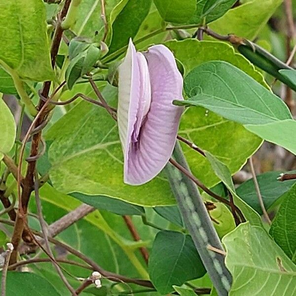 Centrosema pubescens Flower