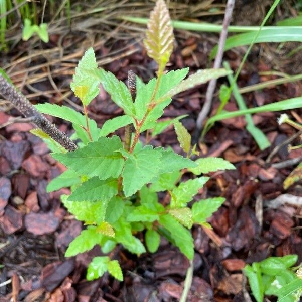 Betula occidentalis Fuelha