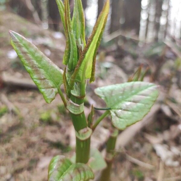 Reynoutria japonica 葉