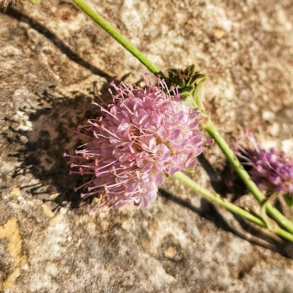 Scabiosa atropurpurea Цветок