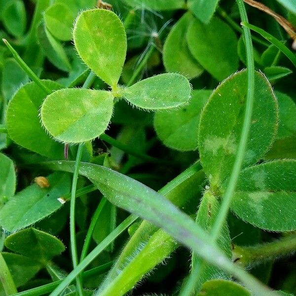 Trifolium repens Hoja