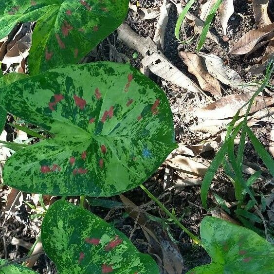 Caladium bicolor Leaf