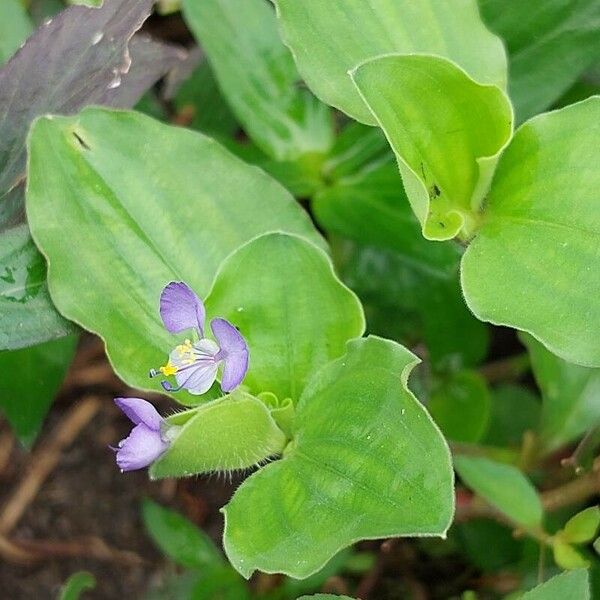 Commelina benghalensis पत्ता