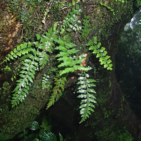 Asplenium lividum Frunză