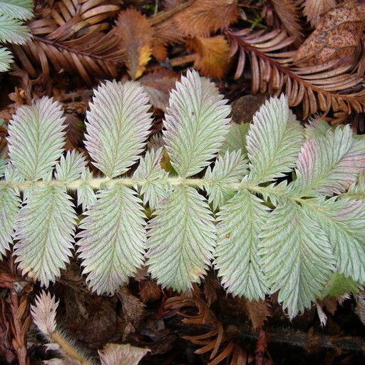 Potentilla discolor