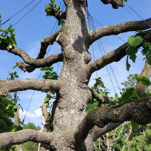 Magnolia acuminata 整株植物