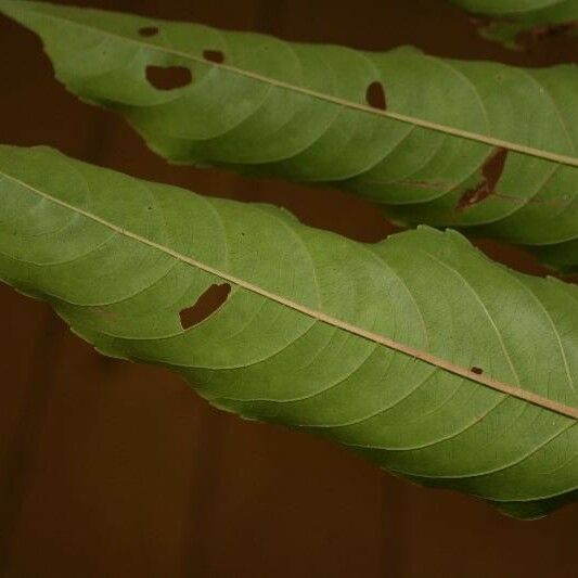 Banara guianensis Levél