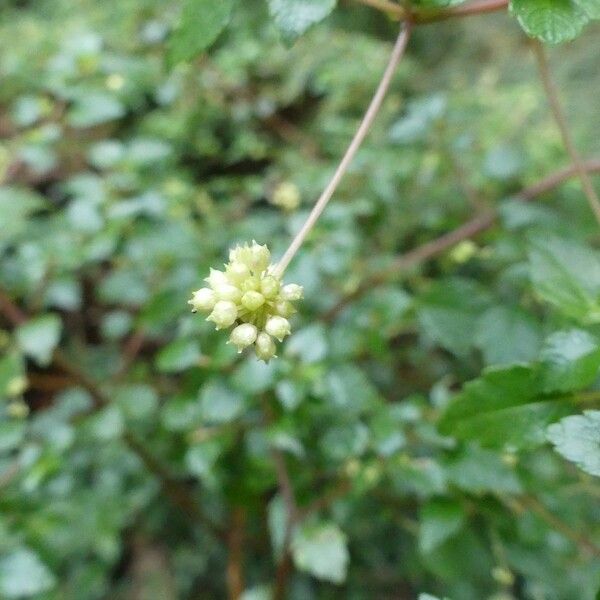 Pilea urticifolia Plod