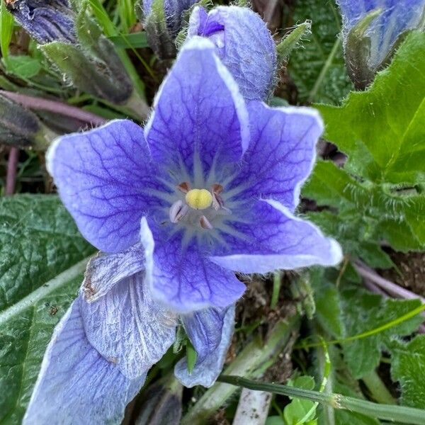 Mandragora officinarum Flower