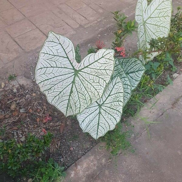 Caladium bicolor Leaf