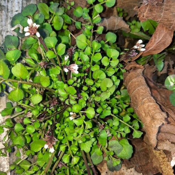 Cardamine flexuosa Blomma