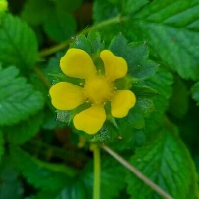 Potentilla indica Flower