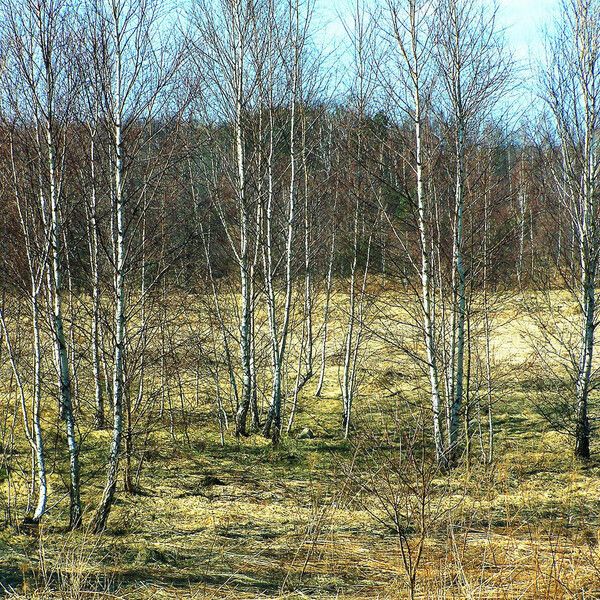 Betula pendula Bark