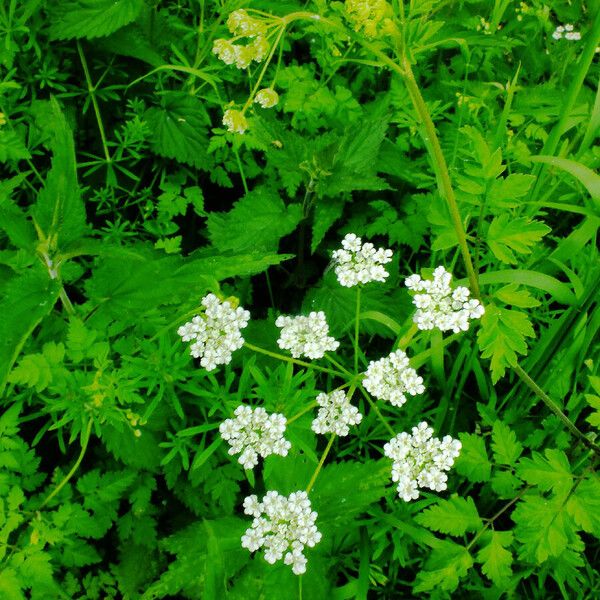 Chaerophyllum temulum Flower