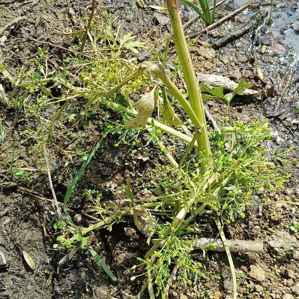 Ranunculus sceleratus 整株植物