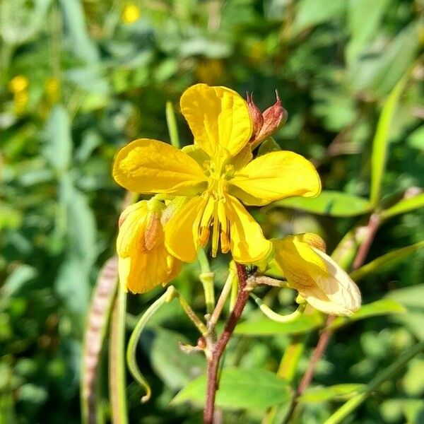 Senna occidentalis Fiore