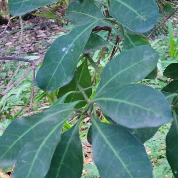 Psychotria capensis Blad