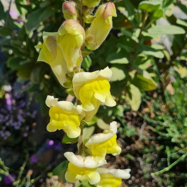 Antirrhinum latifolium Flower