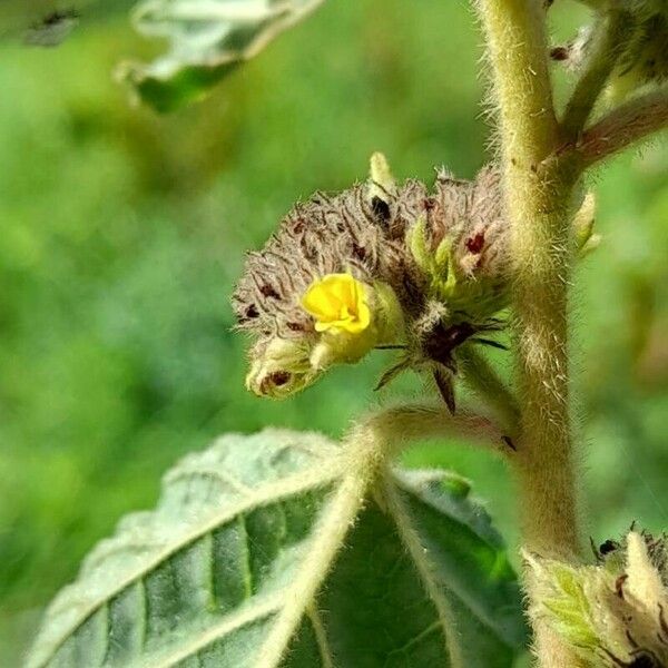 Waltheria indica Flower