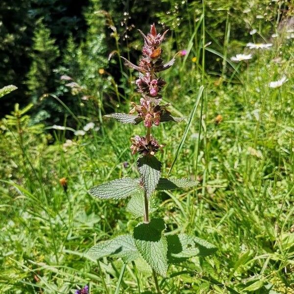 Stachys alpina Žiedas