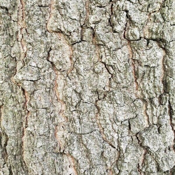 Quercus palustris Bark