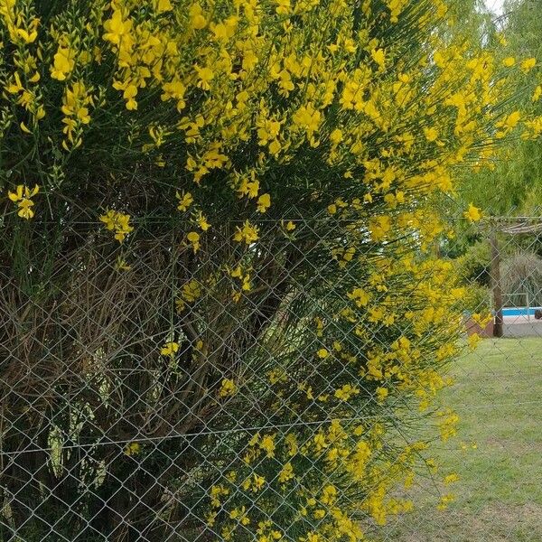 Spartium junceum Flower