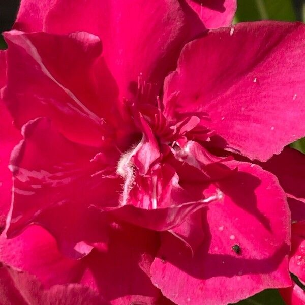 Nerium oleander Blomst