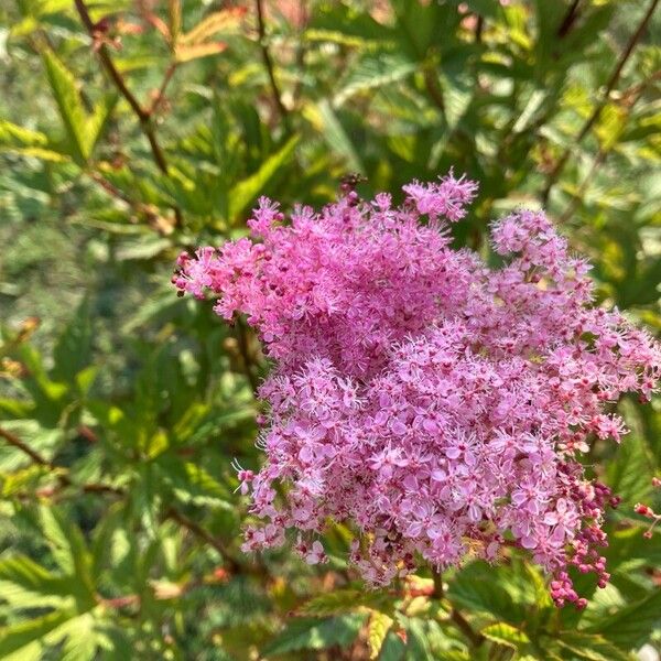 Filipendula rubra Blomma