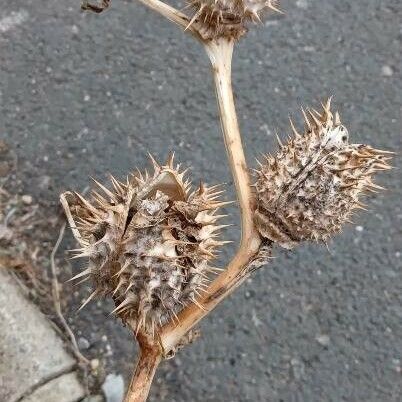 Datura stramonium Gyümölcs