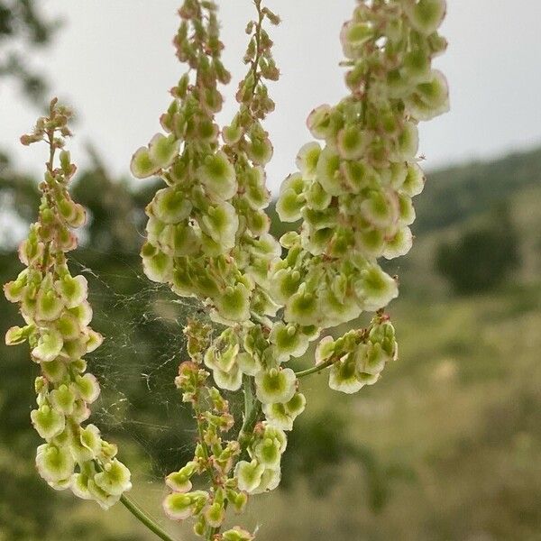 Rumex intermedius Other