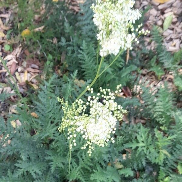 Filipendula vulgaris Habit