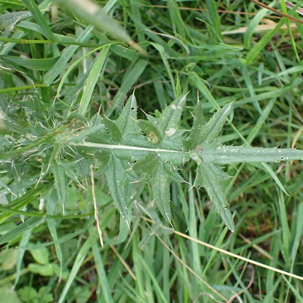 Cirsium vulgare 叶