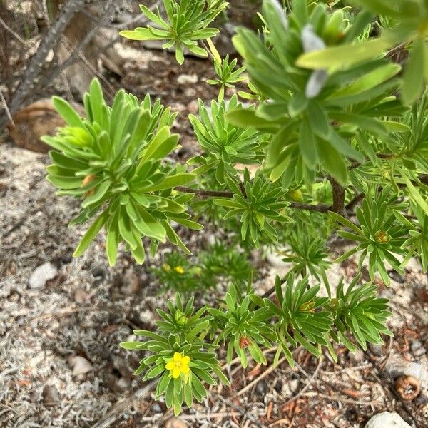 Suriana maritima Blatt