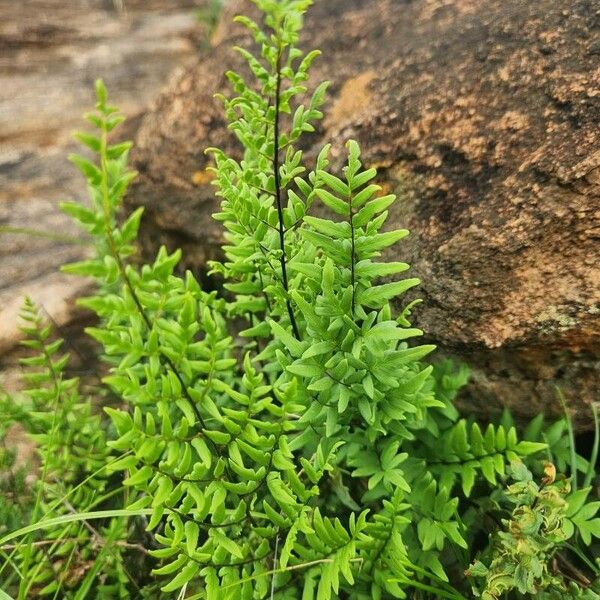 Hemionitis viridis Blatt