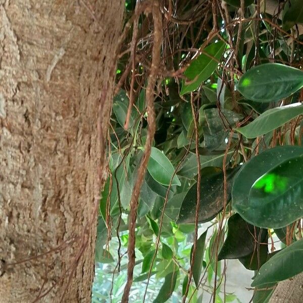 Ficus rubiginosa Azala